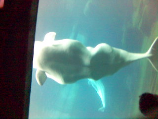 Baluga Whale