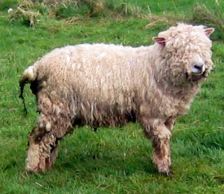 Hairy headed sheep
